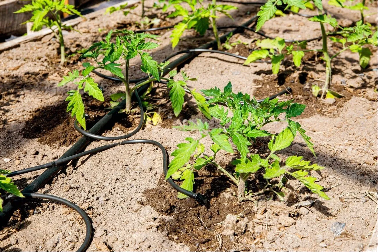 Water dripping system in home vegetable garden watering tomato plants in greenhouse Home use water drip irrigation system Water dripping system in home vegetable garden watering tomato plants in greenhouse Home use water drip irrigation system